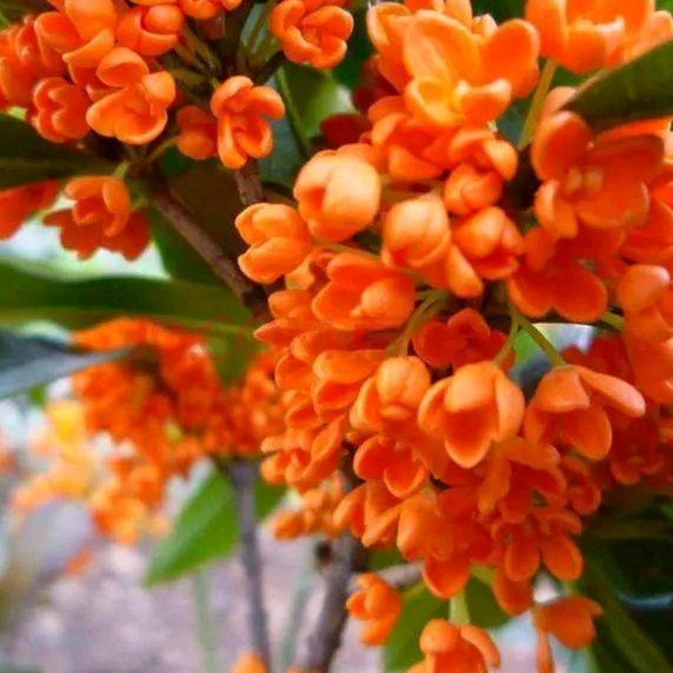 雪芽