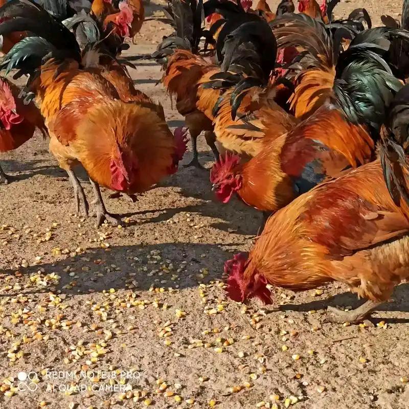 土鸡土鸭土鹅专供