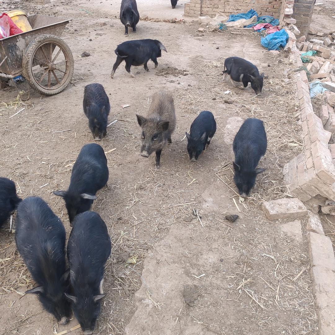 鑫鸿特种养殖合作社。