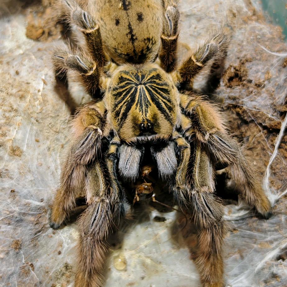 小轩的养爬日常（售蛛）