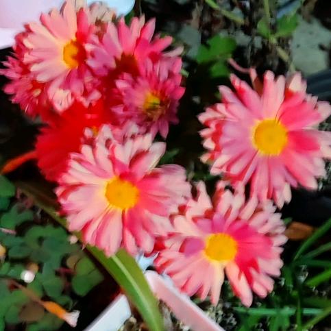 双生花