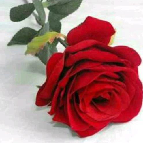 🌹红玫瑰🌹