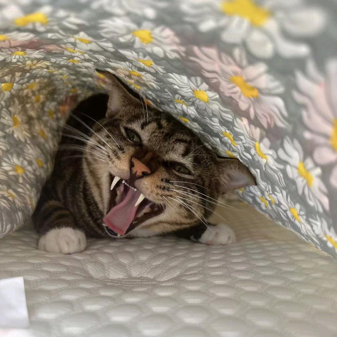 喵喵喵