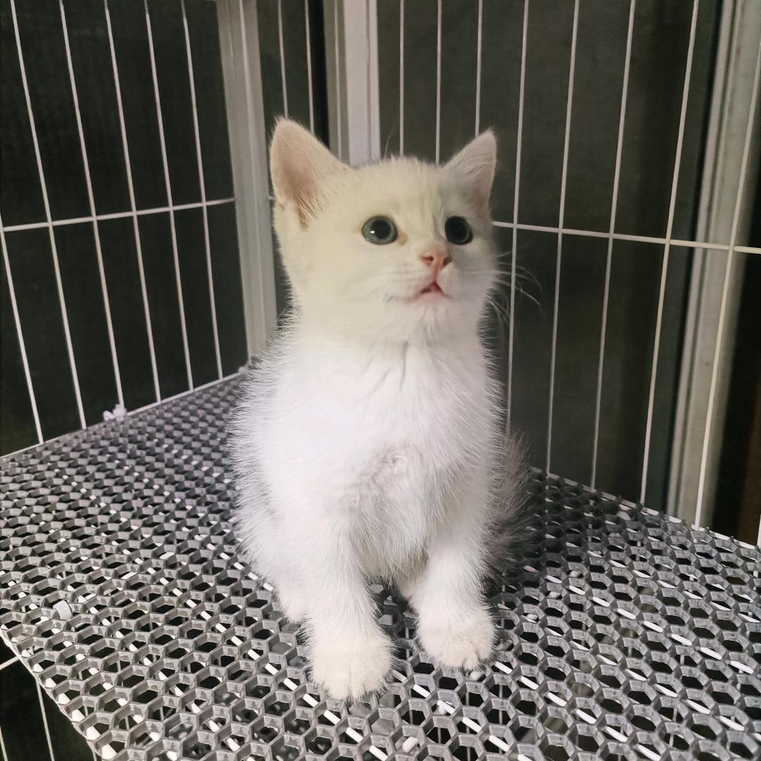 牛✨牛