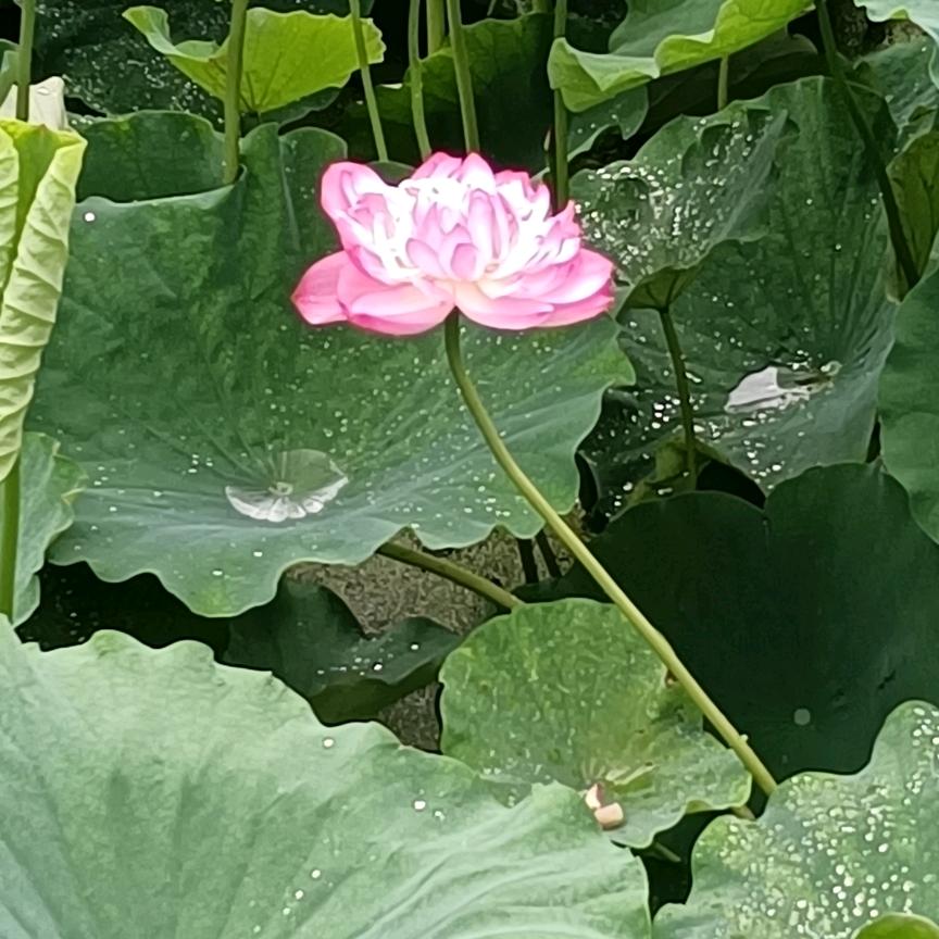 星海星辰