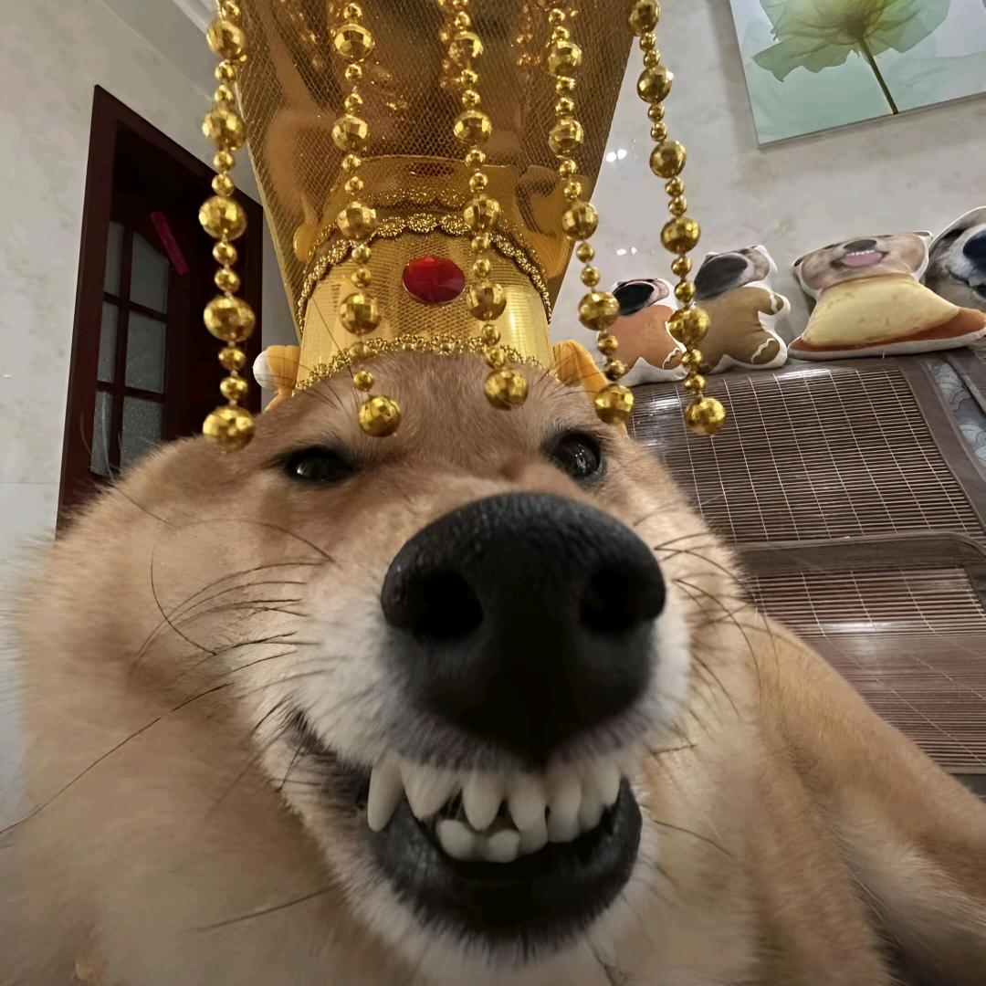 爱吃紫米花生粥看美女的德龙