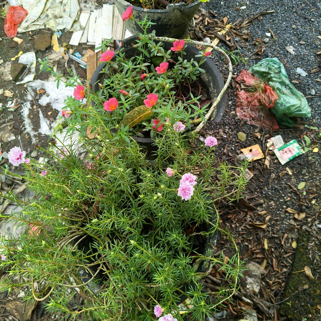 瑰花🌸