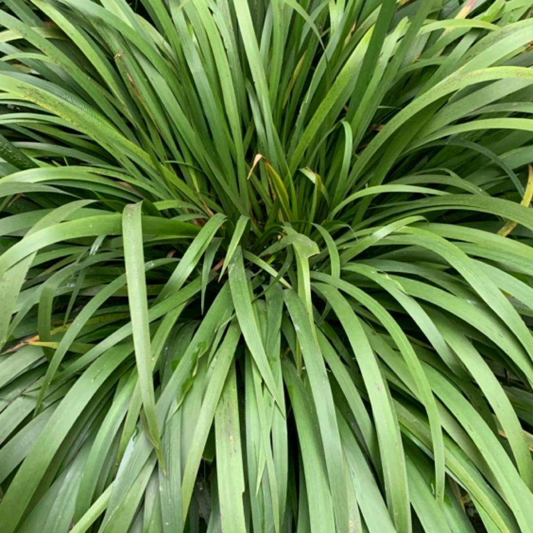 石菖蒲基地