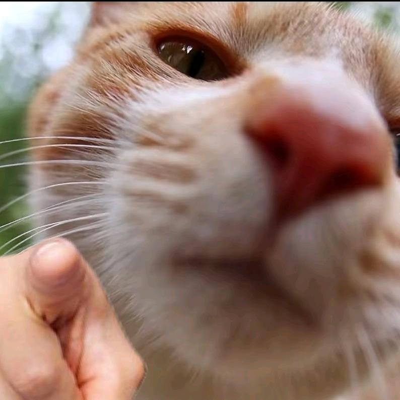 猫咪咪米娜米娜咪