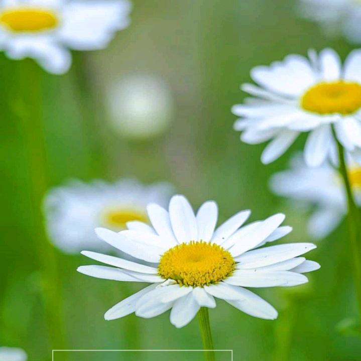 痴情梅花满树开