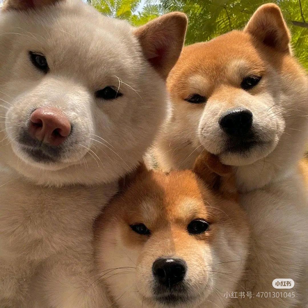 家有三娃