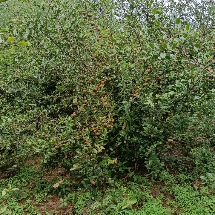 龙老大