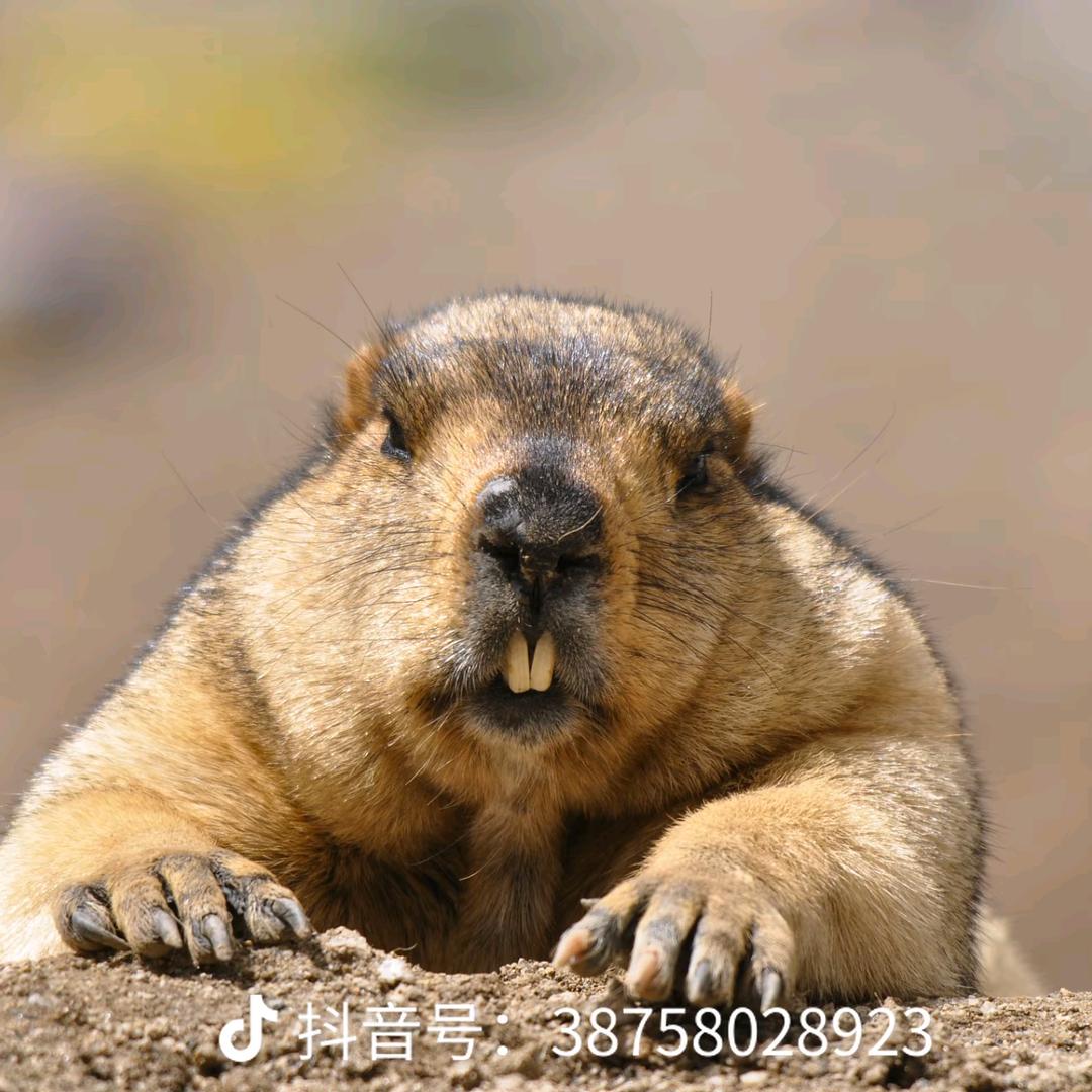 鲸鱼宝宝