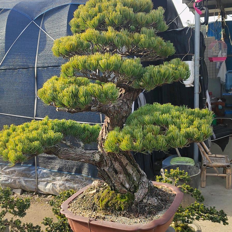 康娜轩花卉