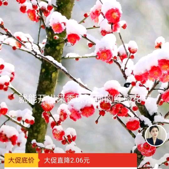 鱼儿七秒的记忆