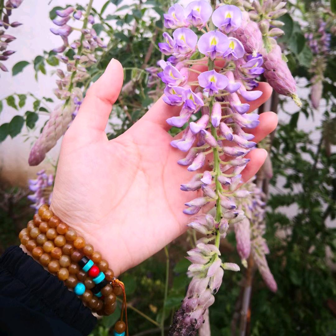 王家紫藤紫薇基地