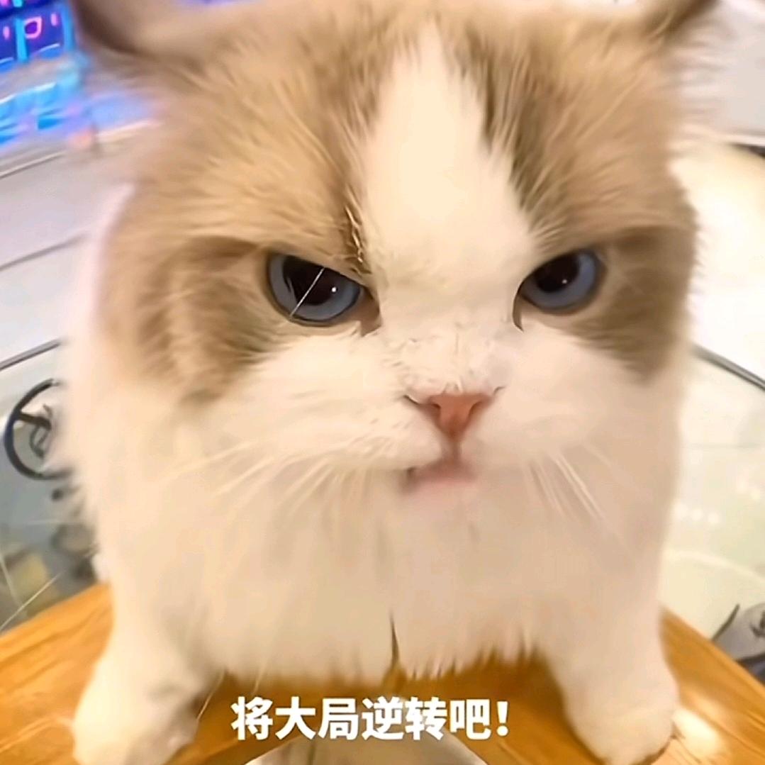 小马宝莉