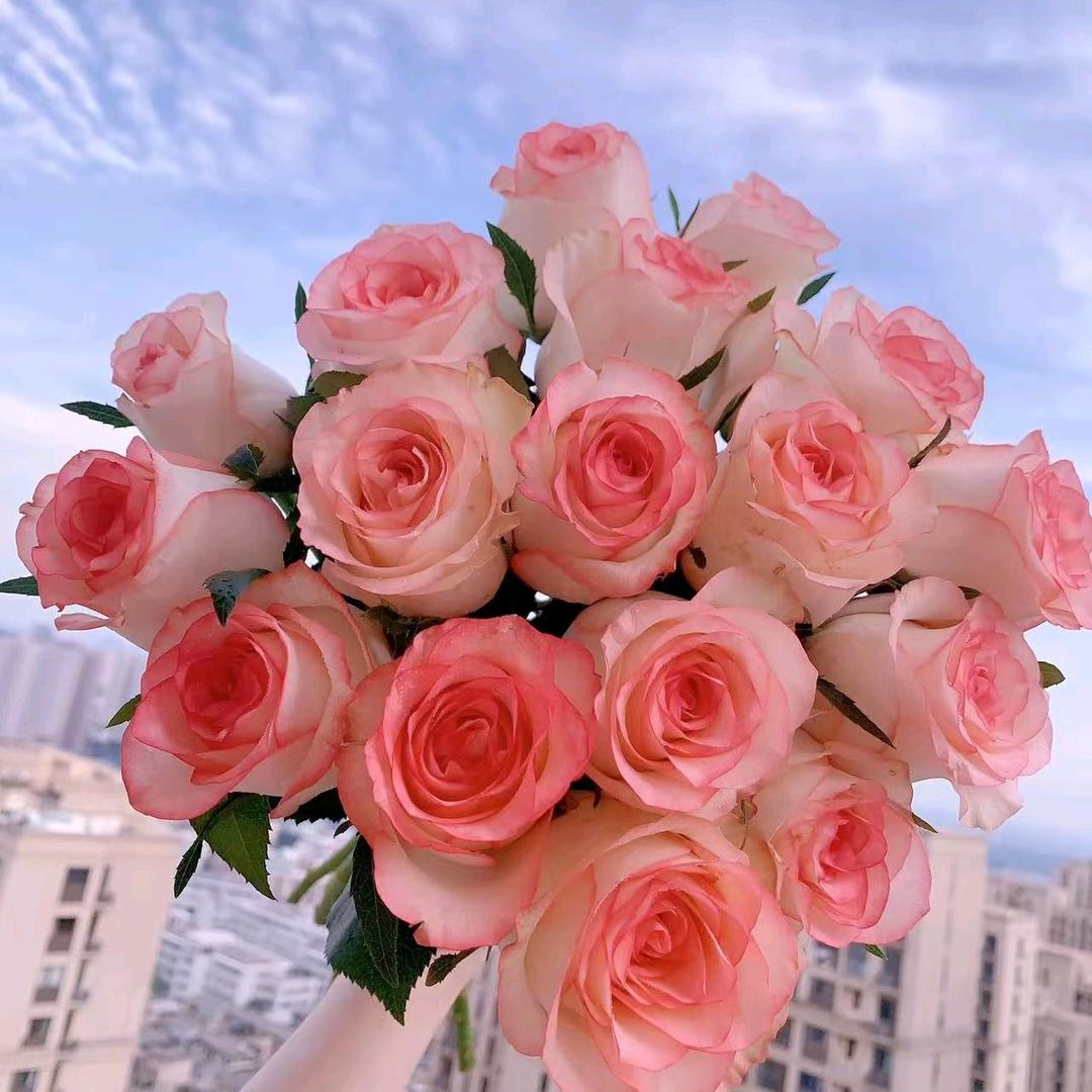云彩间生活鲜花