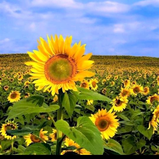 莱阳市锦泽二手货车（孫喜玉）