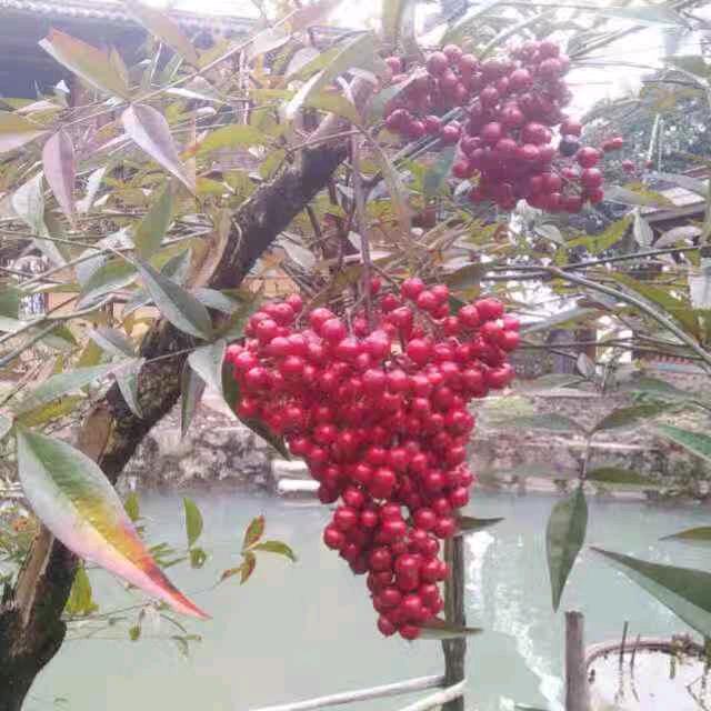 陈家二妞