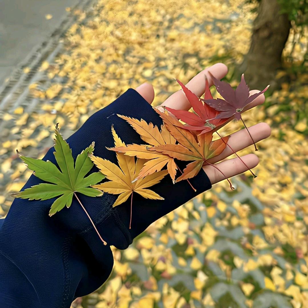 晨