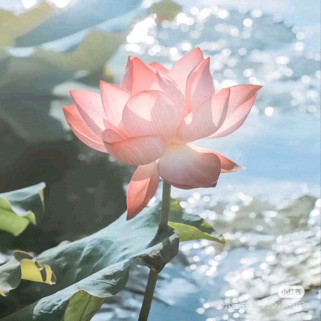 宠恒炫爱