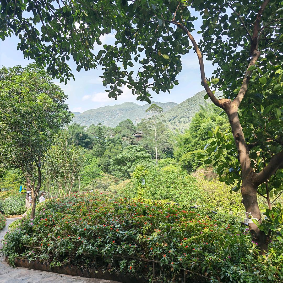 Hong