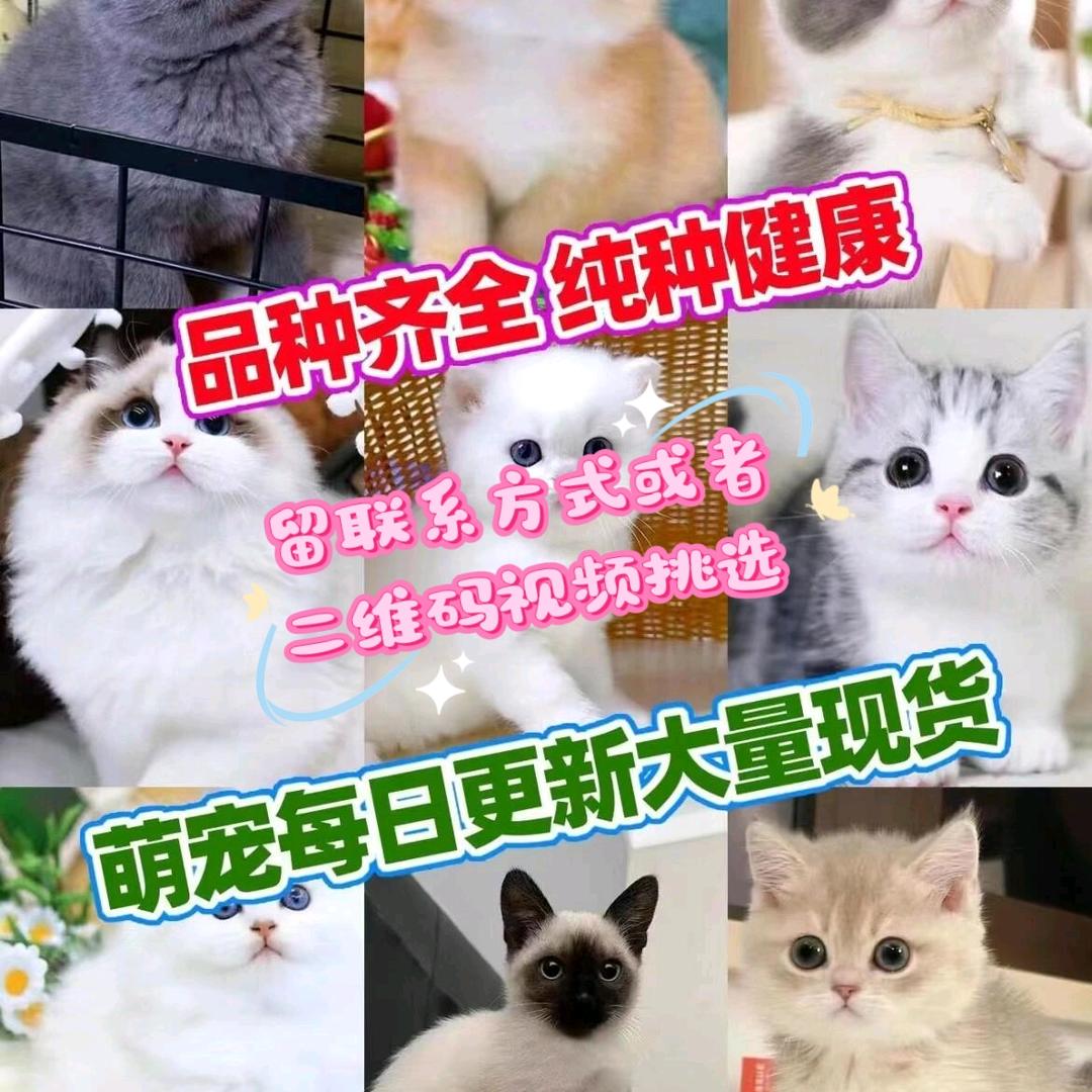 悦嘉毅宠物