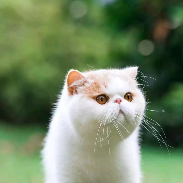 我是小猫咪