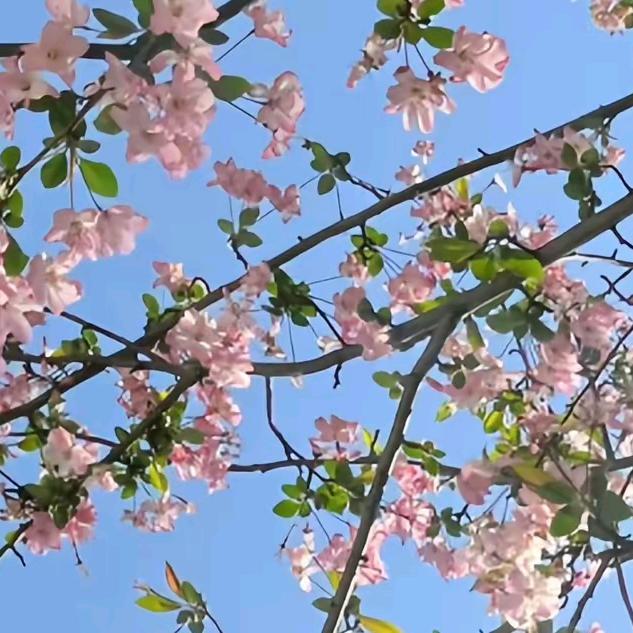 向日葵🌻
