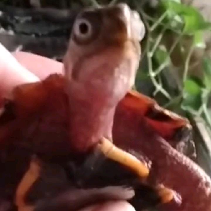 梁
