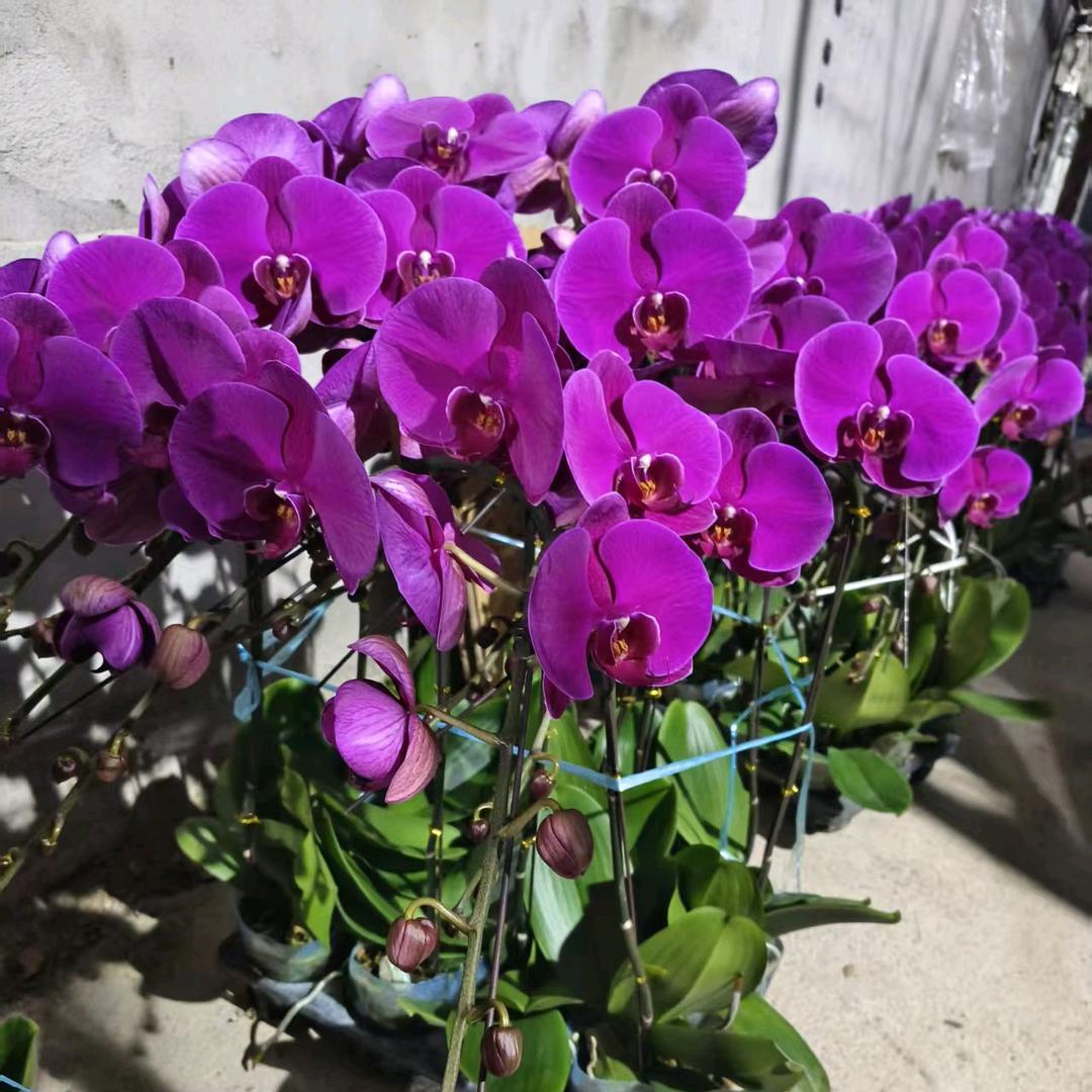 包头鑫阳花卉苗木严选店