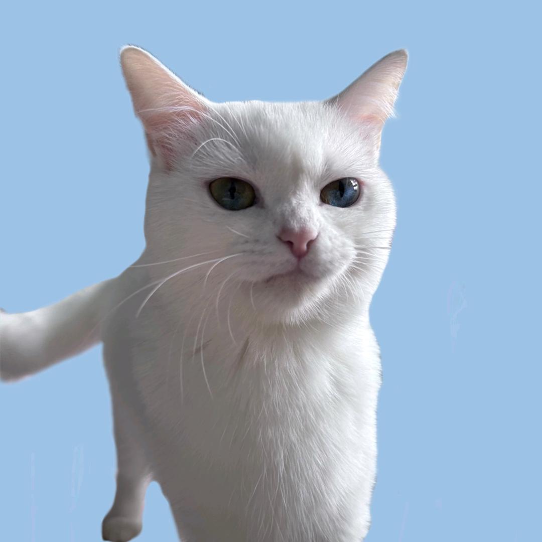 猫吃自行车