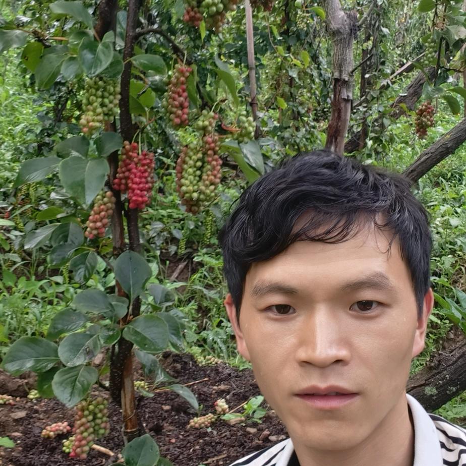 水果五味子人工种植第一人（李涛）