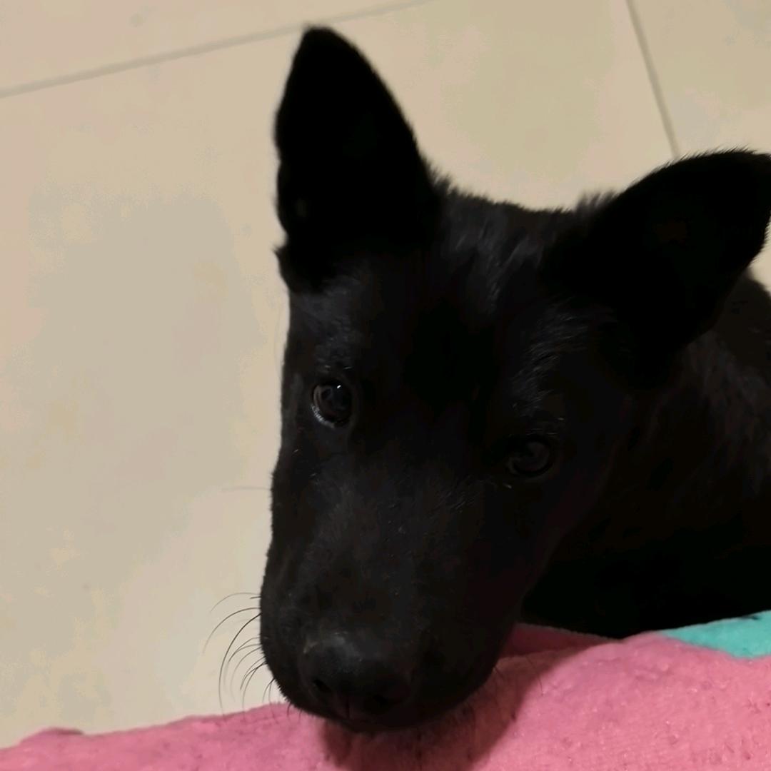 ❤黑不溜秋