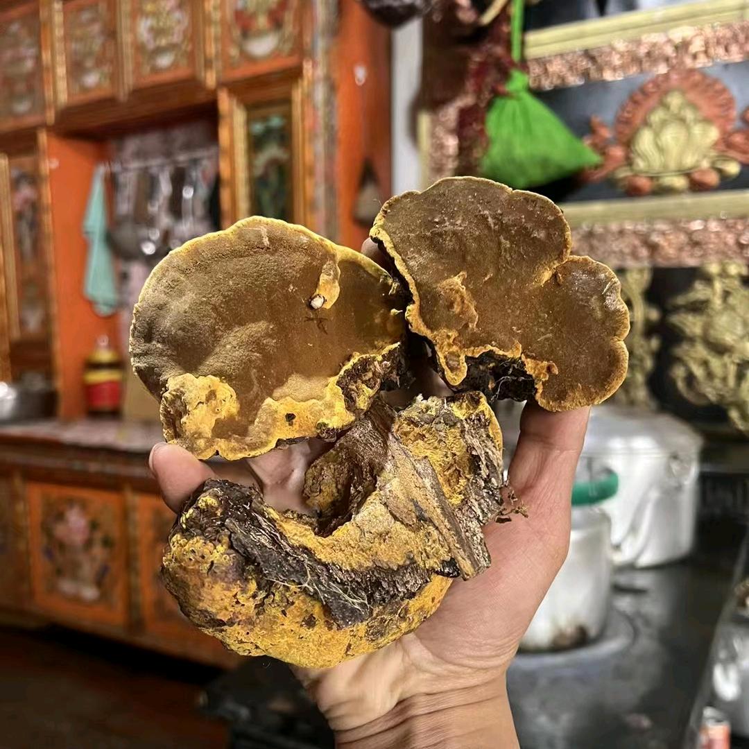 憨老四 3 山货桑黄