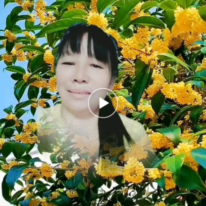 八月桂花
