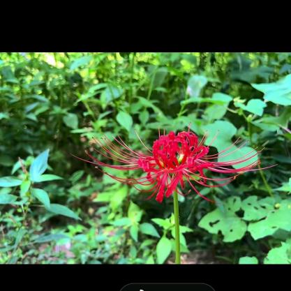 🤏幸运一点点🤏