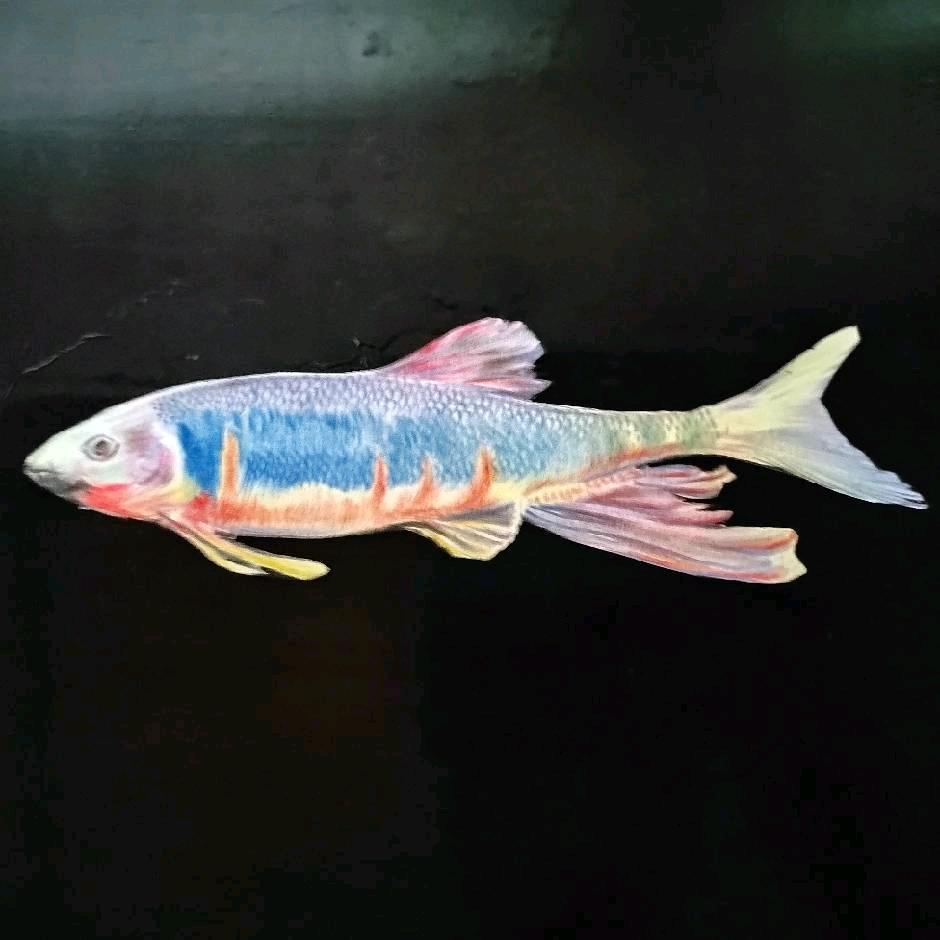 林哥原生鱼