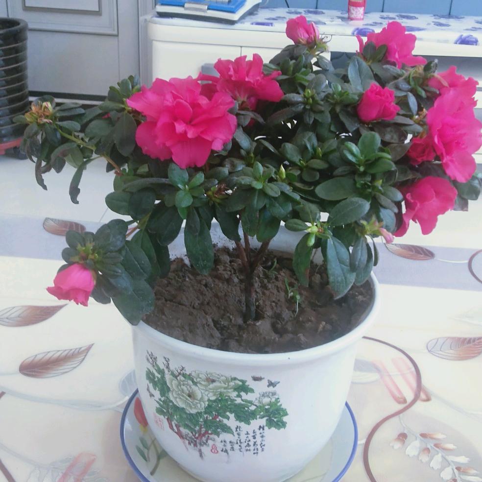 杠上花