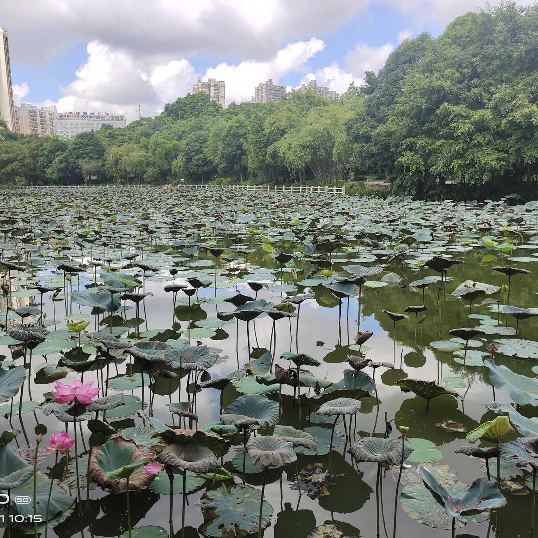 芳草✘?