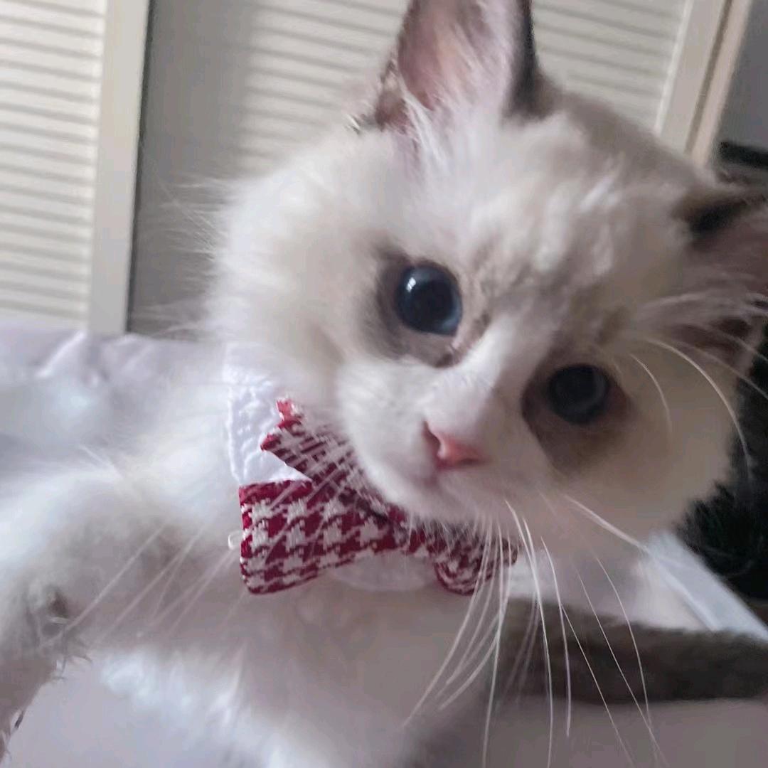 小七