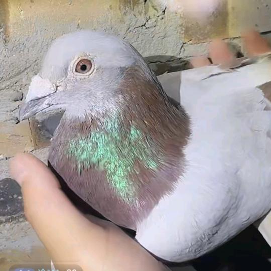 3218