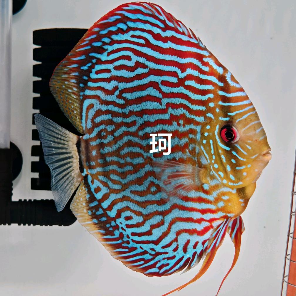 珂