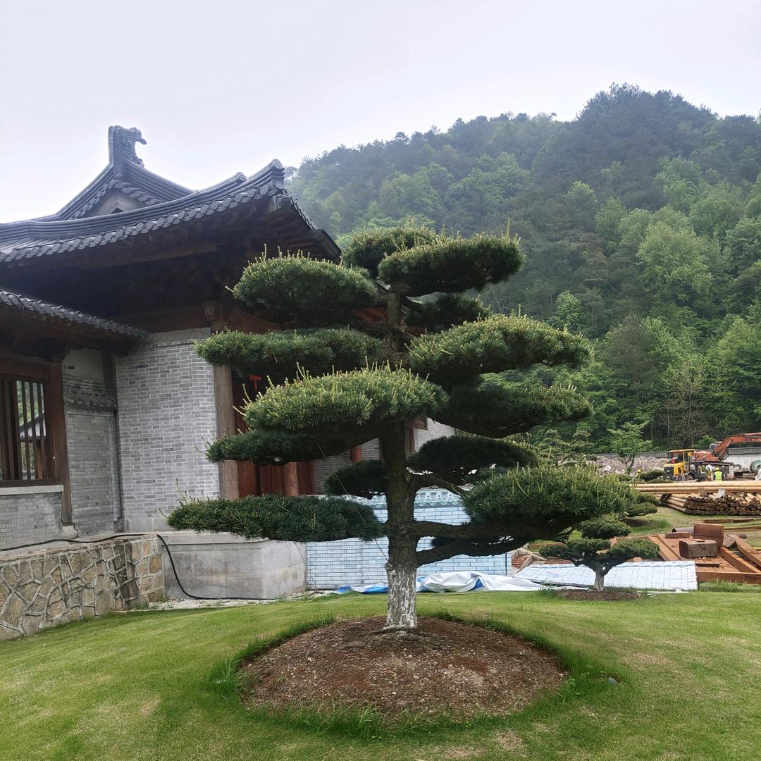 大叔