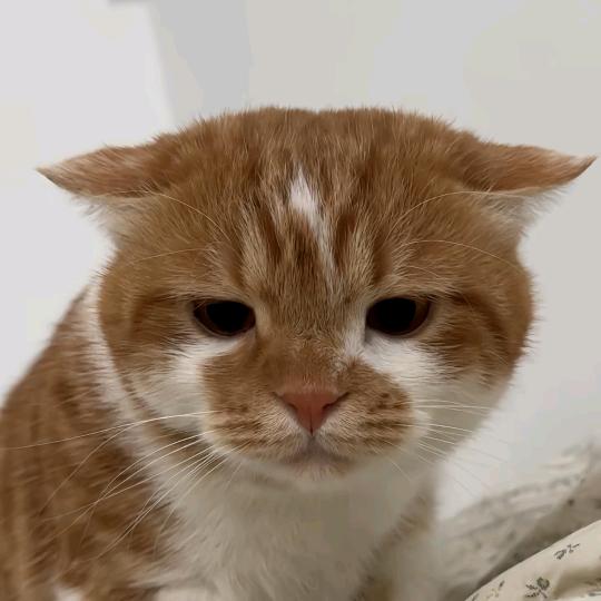 一颗卷心菜