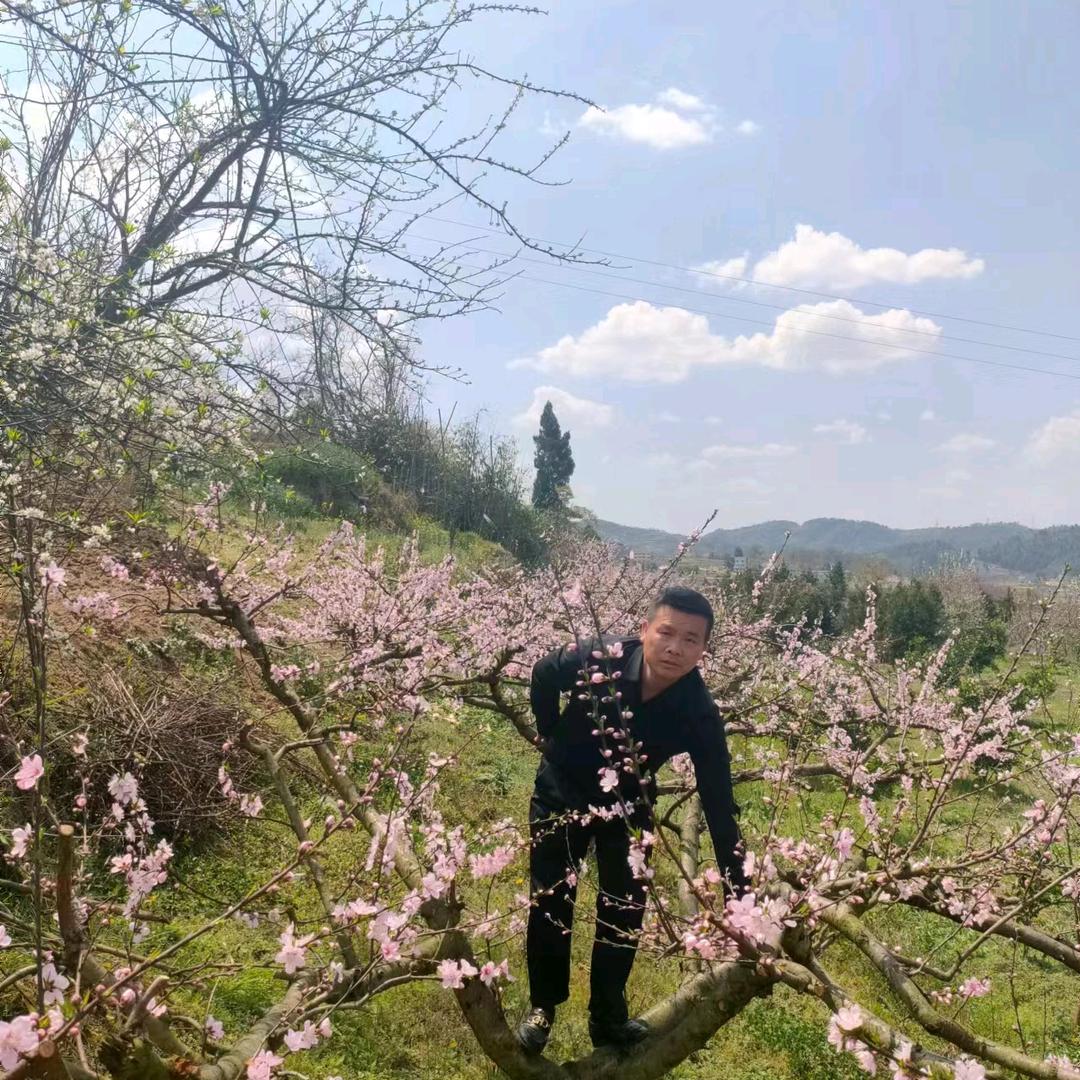 火鸟