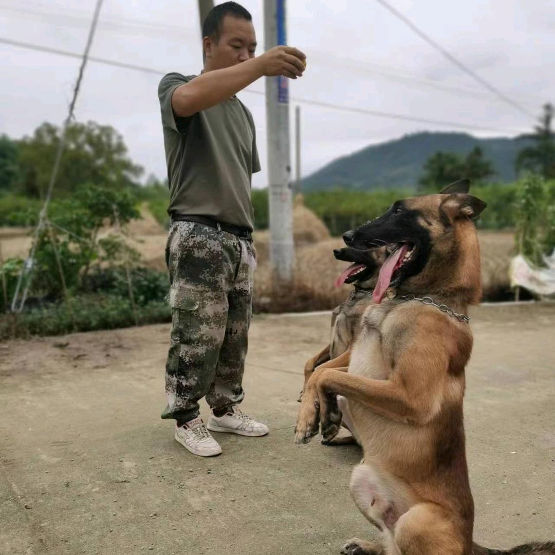 犬心犬艺