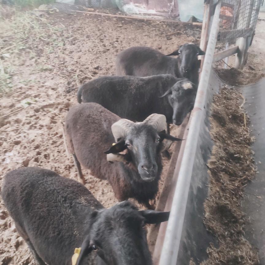 乳山天丰家庭农场