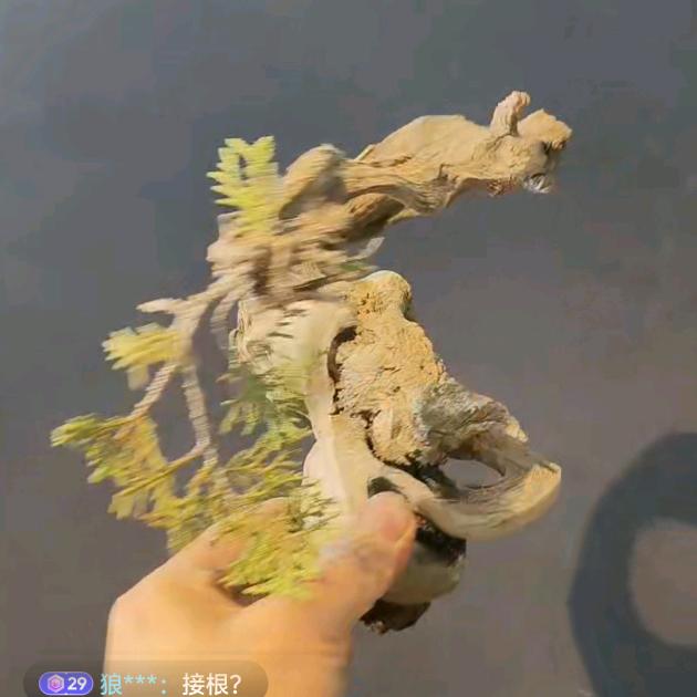 玩柏人